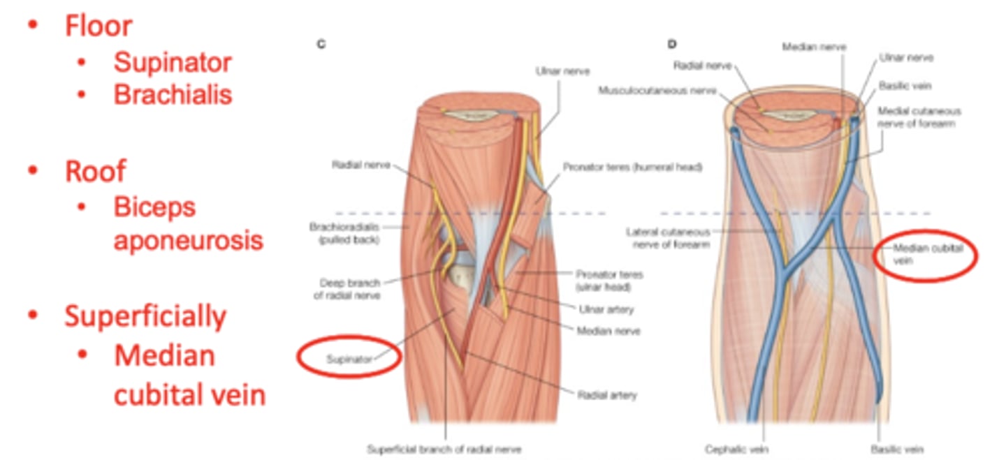 <p>Floor = supinator muscle lateraly & brachialis muscle medially</p><p>Roof = skin & fascia, reinforced by bicipital aponeurosis </p>