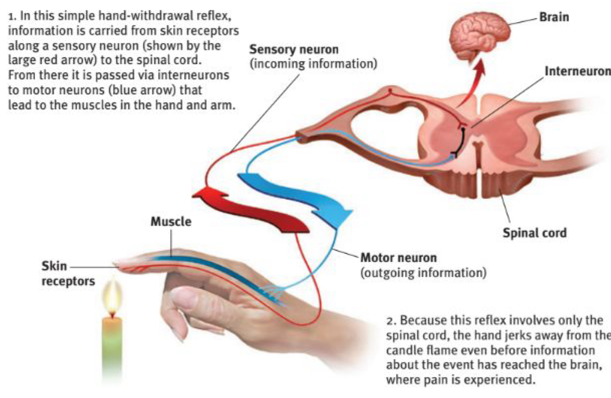 <p>The neural chain</p>
