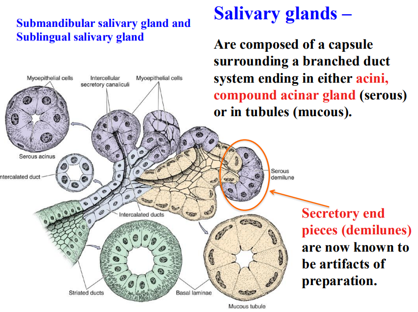 <p><u>serous</u> acinus and <u>mucous</u> tubules will drain into the <u>intercalated</u> ducts, and this will then drain into the <u>striated</u> duct </p>
