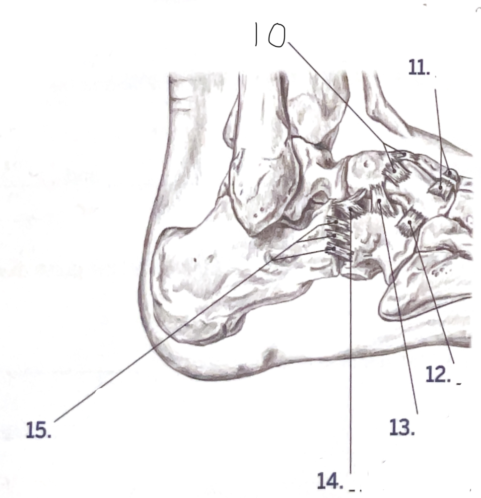 <p>11</p>