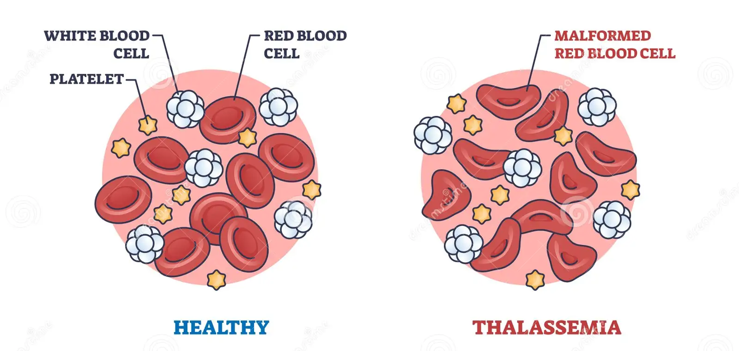 <p>alpha &amp; beta </p>
