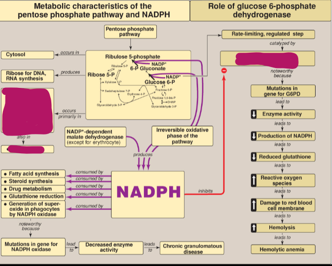 <p>What does NADPH inhibit?</p>