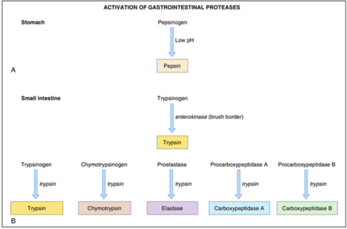 <p>note how trypsin functions to activate other enzymes responsible for peptide digestion:</p>