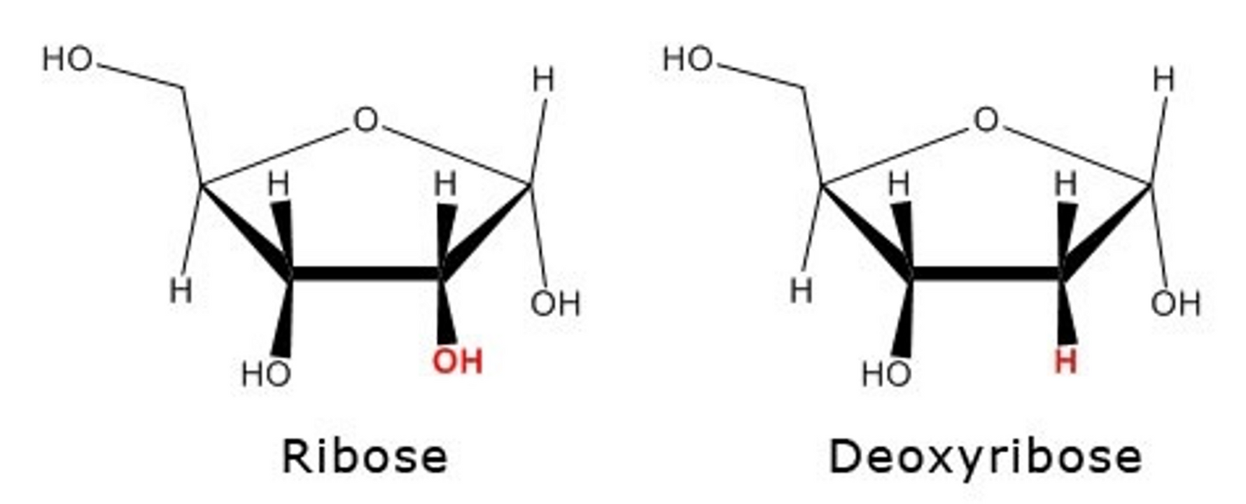 <p><span>•The difference is on the 2’ carbon:</span></p><p><span>⚬RNA is a hydroxl group (-OH)</span></p><p><span>⚬DNA is just a H atom (lacks the oxygen)</span></p>