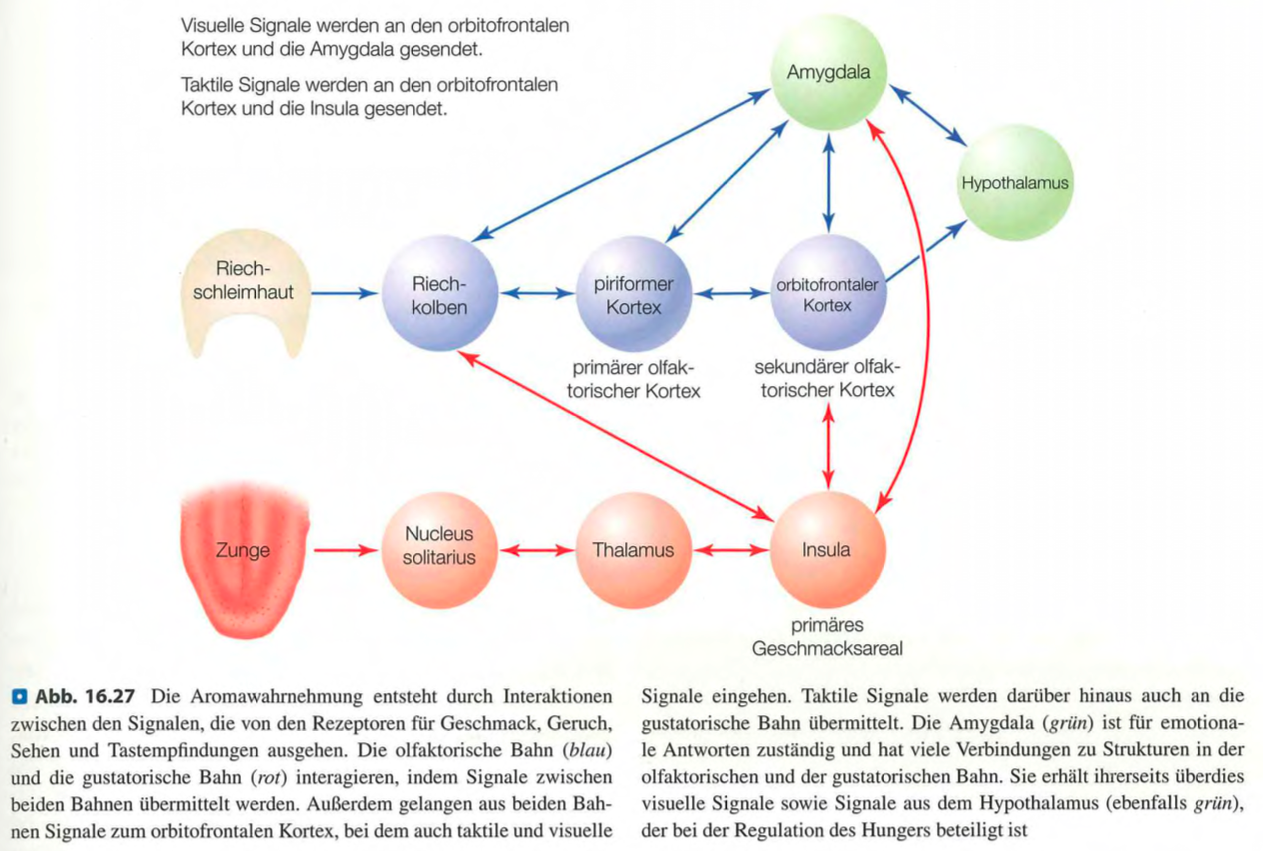 <p><span data-name="check_mark_button" data-type="emoji">✅</span> <strong>Kurzversion:</strong><br><strong>Aroma entsteht durch die Integration von Geschmack, Geruch und anderen Sinnen im orbitofrontalen Kortex.</strong> Bimodale Neuronen verbinden z. B. süssen Geschmack mit fruchtigem Geruch. Erwartungen, Kontext und Erfahrung modulieren die subjektive Aromawahrnehmung.</p><div data-type="horizontalRule"><hr></div><p class=""><span data-name="brain" data-type="emoji">🧠</span> <strong>Langversion:</strong></p><ul><li><p class=""><strong>Multisensorische Integration:</strong></p><ul><li><p class=""><strong>Geschmack + Geruch + visuelle, taktile & auditive Reize</strong> verschmelzen zur Aromawahrnehmung.</p></li><li><p class="">Beispiel: Das <strong>Knuspergeräusch</strong> oder das <strong>Aussehen</strong> beeinflussen, wie intensiv oder angenehm ein Aroma empfunden wird.</p></li></ul></li></ul><p class=""></p><ul><li><p class=""><strong>Orbitofrontaler Kortex (OFC):</strong></p><ul><li><p class="">Enthält <strong>bimodale Neuronen</strong>, die z. B. sowohl auf den süssen Geschmack als auch den passenden Geruch reagieren (z. B. Mango).</p></li><li><p class="">Diese Region ist das <strong>kortikale Zentrum für Aroma und Essensbewertung</strong>.</p></li></ul></li></ul><p class=""></p><ul><li><p class=""><strong>Insula</strong>: Ergänzt OFC durch Verarbeitung primärer gustatorischer Informationen.</p></li></ul><p class=""></p><ul><li><p class=""><strong>Subjektivität der Aromawahrnehmung:</strong></p><ul><li><p class="">Obwohl die <strong>chemische Reizkonfiguration</strong> gleich bleibt, kann sich das Aroma subjektiv verändern:</p><ul><li><p class=""><strong>Erwartungseffekte</strong> (z. B. teures vs. günstiges Essen)</p></li><li><p class=""><strong>Sättigungseffekte</strong> (weniger angenehm nach wiederholtem Konsum)</p></li></ul></li><li><p class="">= <strong>Top-down-Einflüsse auf Aroma</strong>.</p></li></ul></li></ul><p class=""></p><p class=""><strong>Fazit:</strong> Aroma ist ein Ergebnis hochdynamischer kortikaler Verarbeitung, bei der chemische Reize mit Kontext, Sinneseindrücken und Erinnerungen verschmelzen.</p>