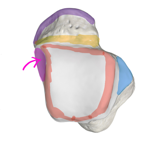 <p>What is pink point to?</p>