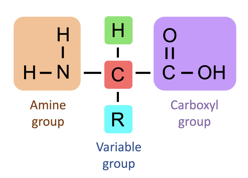 <p>carboxyl + H/C + R variable side chain + amine </p>