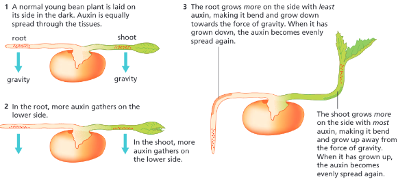 <p><strong><u>Positive Gravitropism in Plant Roots:</u></strong></p><p>If a root is horizontal:</p><ul><li><p>Auxin moves to the _______ side.</p></li><li><p>The cells of the root grow more on the side with ______ auxin, so it stimulates cells to grow on the ______ side.</p></li><li><p>This makes the root bend and grow _________.</p></li><li><p>This is beneficial as there are more likely to be increased levels of _______ and ________ lower down, and it provides _______ for the plant.</p></li></ul><p></p>