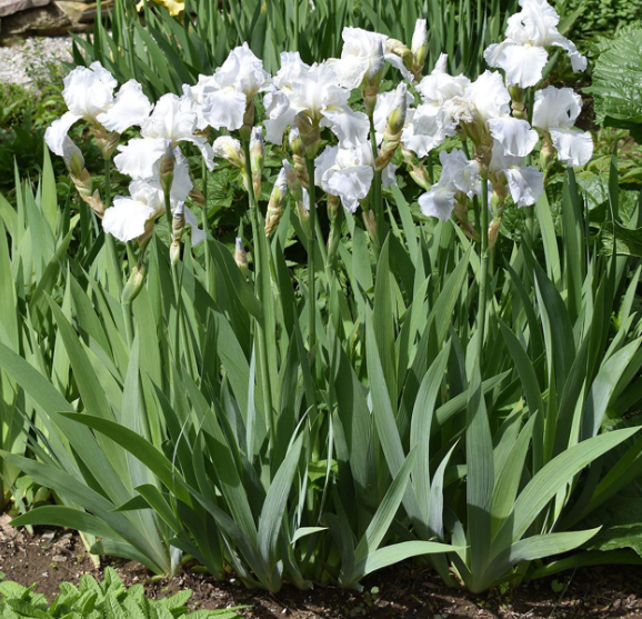 <p>flat, linear upright foliage, white cultivar, distinct bearded flower</p>