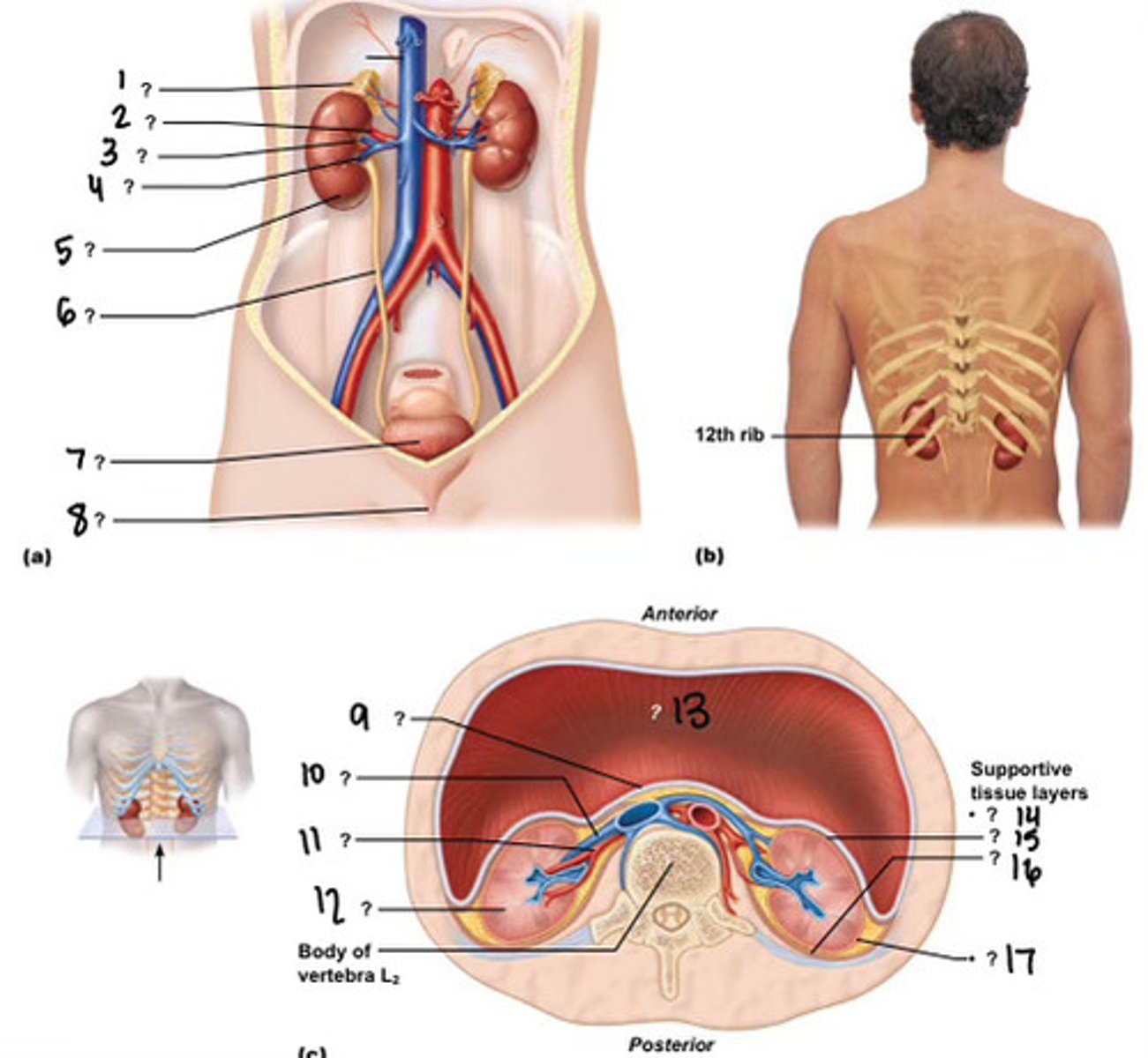 <p>15</p>