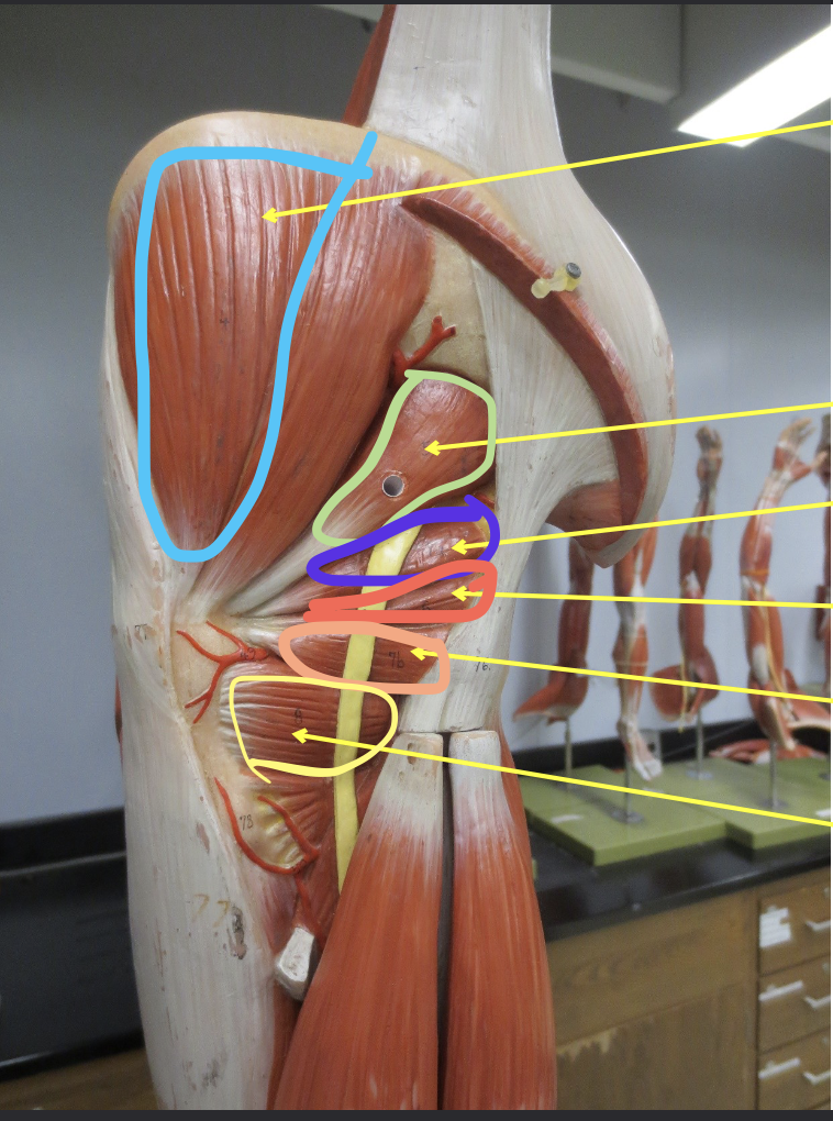 <p>Muscle in green</p>