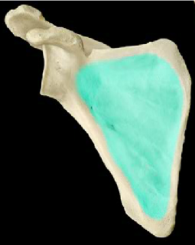 <p>the flat area on the anterior surface of the scapula</p>