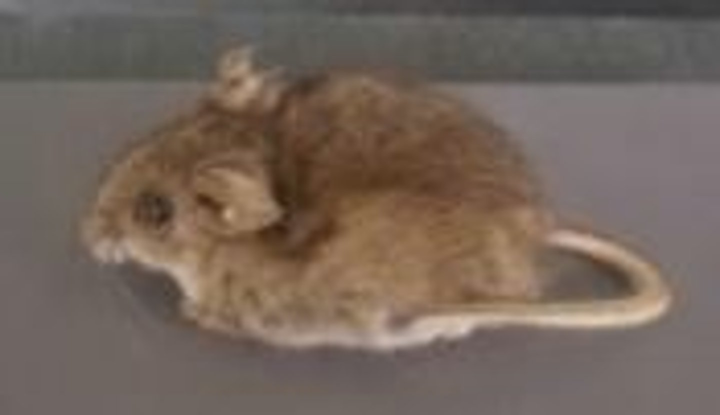 <p>What animal is this?</p>