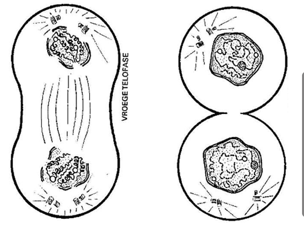 <p>Wat gebeurt er in de vroege telofase van mitose?</p>