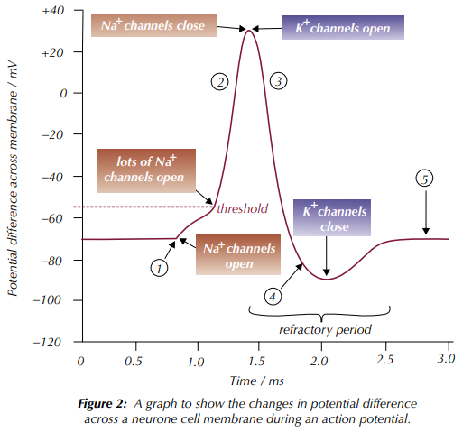 <p>Label the Changes in Potential Difference across a Neuron Cell Membrane during an Action Potential (1→5)</p>