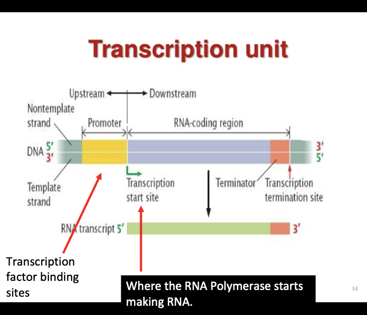* promoter, the RNA coding sequence, and the terminator 
* copied: everything but promoter