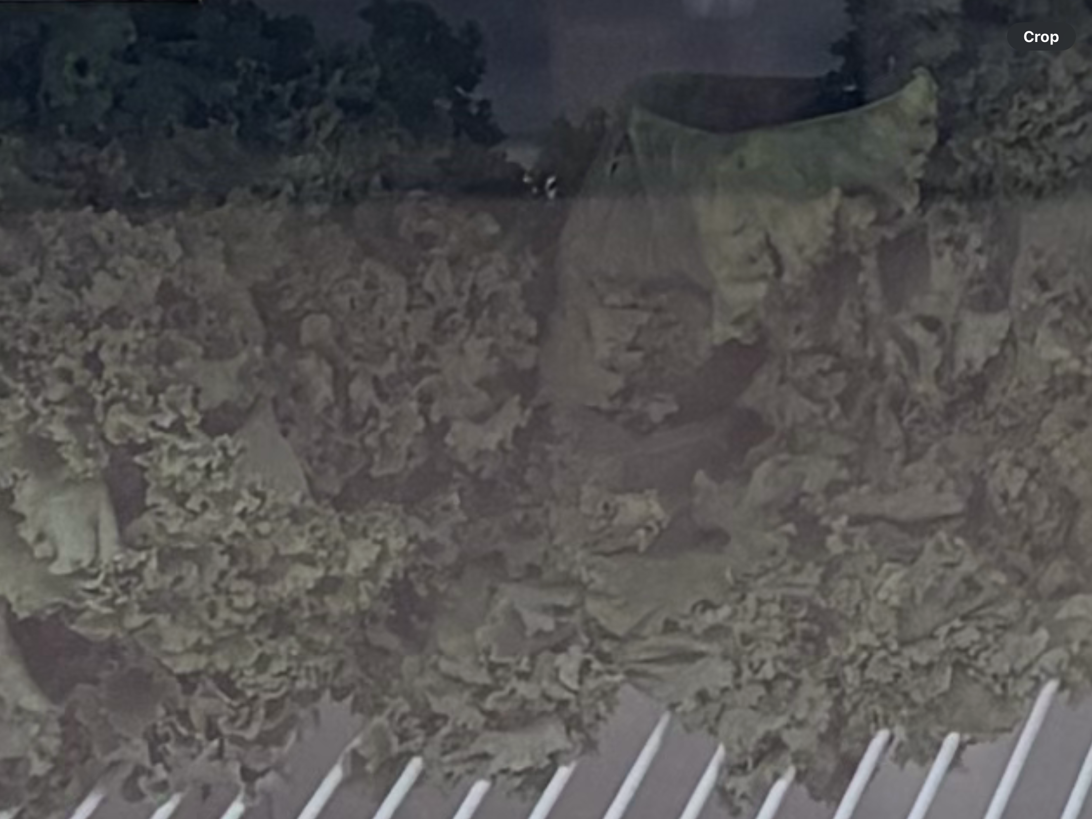 <p>Kale</p>