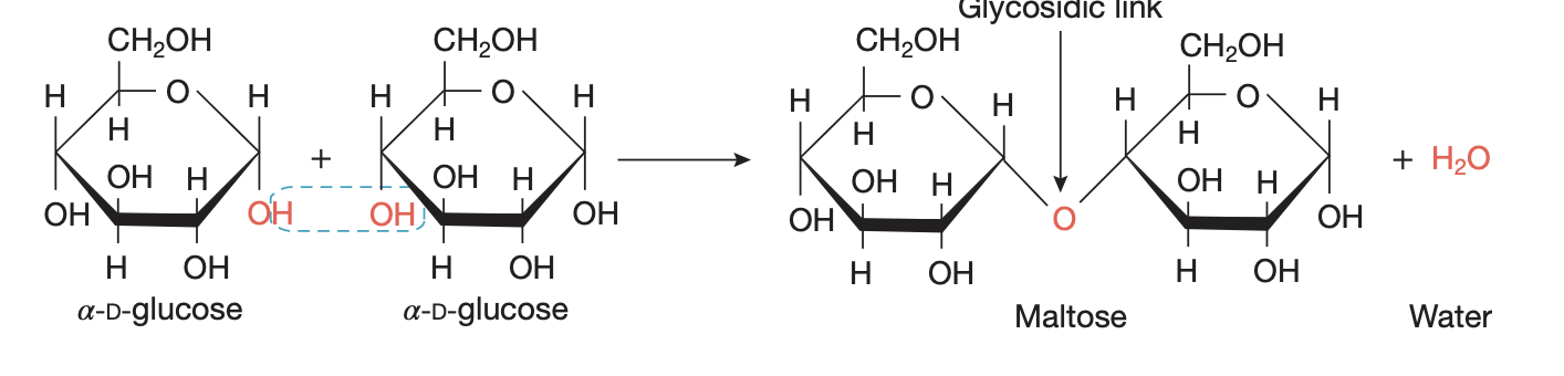 <ul><li><p>C<sub>x</sub>(H<sub>2</sub>O)<sub>y</sub> — ratio of H:O in carbs always 2:1</p></li><li><p>can be monosaccharides, disacch, polysacch</p></li><li><p>most from plants as glucose via photosynthesis</p></li><li><p>glucose is readily available energy source</p></li><li><p>polysacch formed from condensation polymerisation between monosacchs / disacchs via glycosidic link</p></li></ul><p></p>