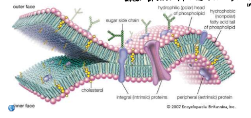 <ol><li><p>The cell membrane is not rigid (like a water bed —&gt; groups of phospholipids/proteins don’t stay in place)</p></li><li><p>Phospholipids and proteins drift laterally throughout the membrane —&gt; will float in one direction and previous place will get filled immediately</p></li><li><p><strong>Cholesterol</strong>: anchors phospholipids together, part of what adds to fluidity as it holds phospholipids together, and acts as spacers to increase fluidity</p></li></ol><p></p>