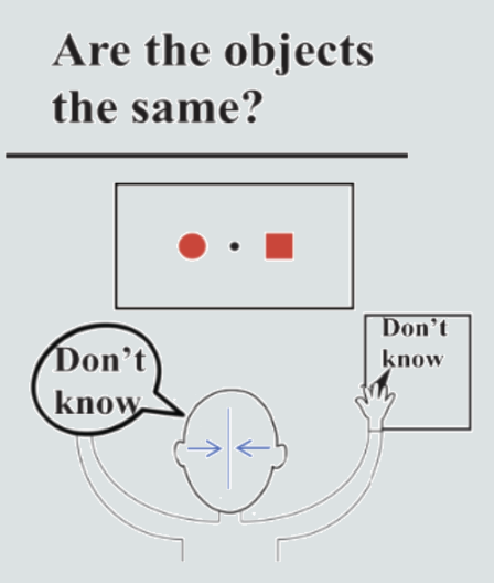 <p>What will a split brain patient report:</p><p>1) Verbally?</p><p>2) Writing with the left hand?</p><p>3) Writing with the right hand?</p>