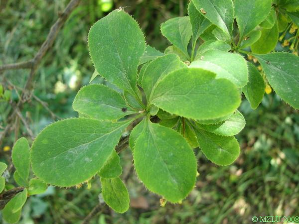 <p><span>dříšťál obecný&nbsp;</span></p>