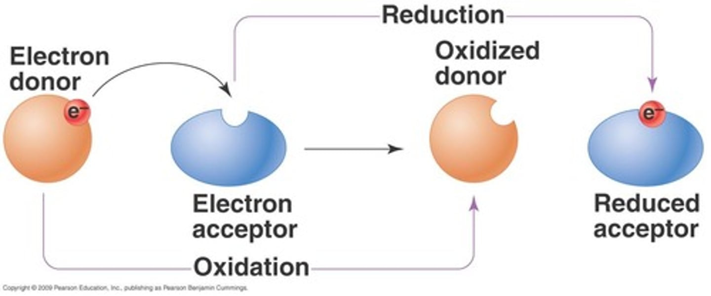 <p>Loss of electrons or hydrogens in reactions.</p>