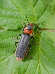 knowt flashcard image