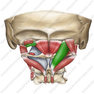 <p>Rectus Capitis Posterior Major (Intrinsic Back Deep Muscle) [Subocciptal TRIANGLE muscles Superomedial Boundary]</p><p>Origin?</p><p>Insertion?</p><p>Action?</p><p>Innervation?</p>