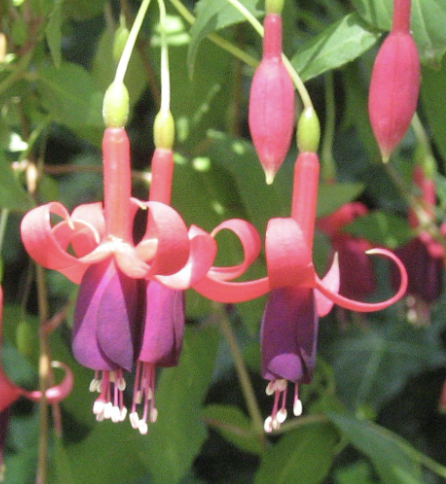 <p>Name This Flower</p>