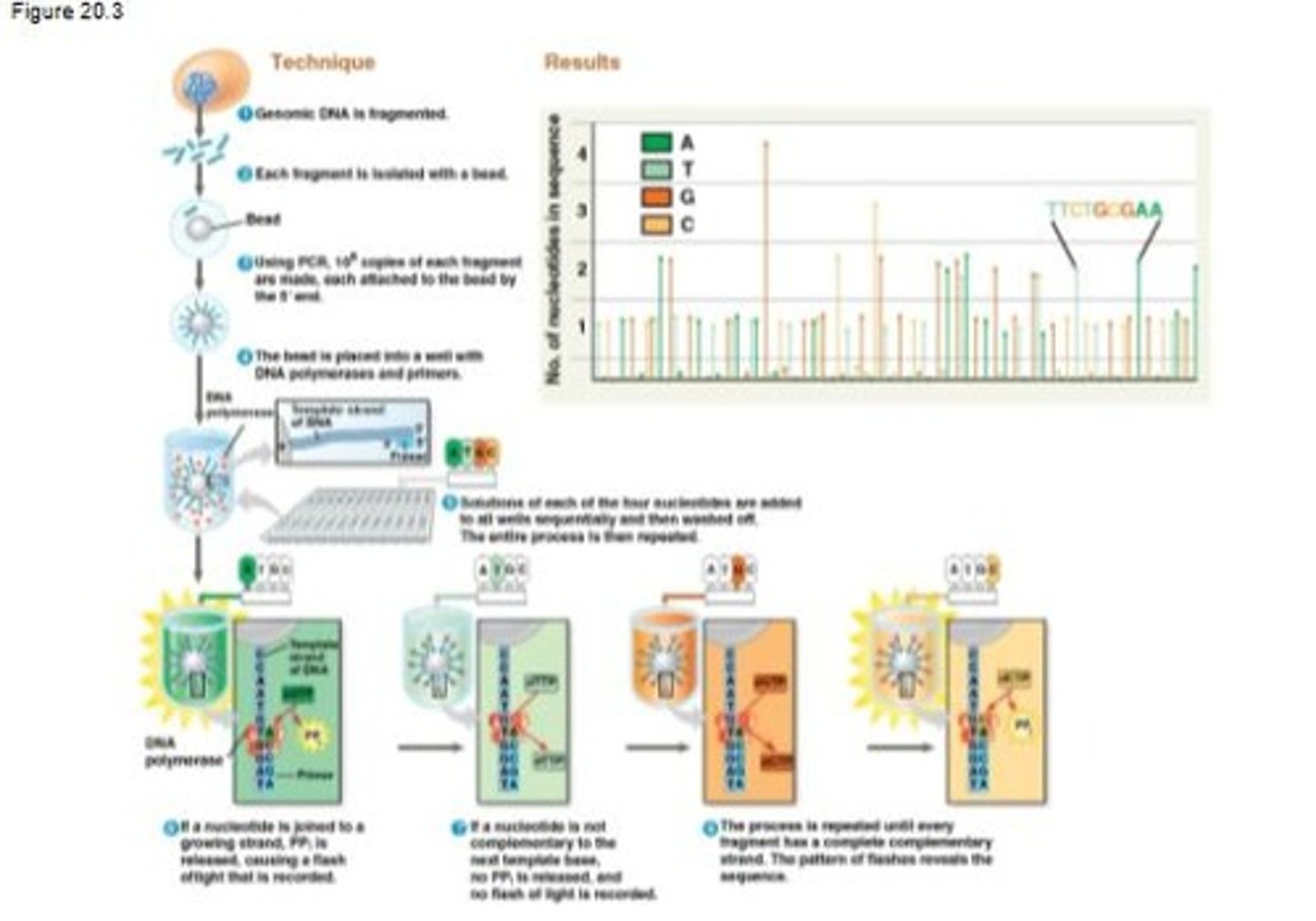 <p>A process used to determine the complete nucleotide sequence of a gene or DNA segment.</p>