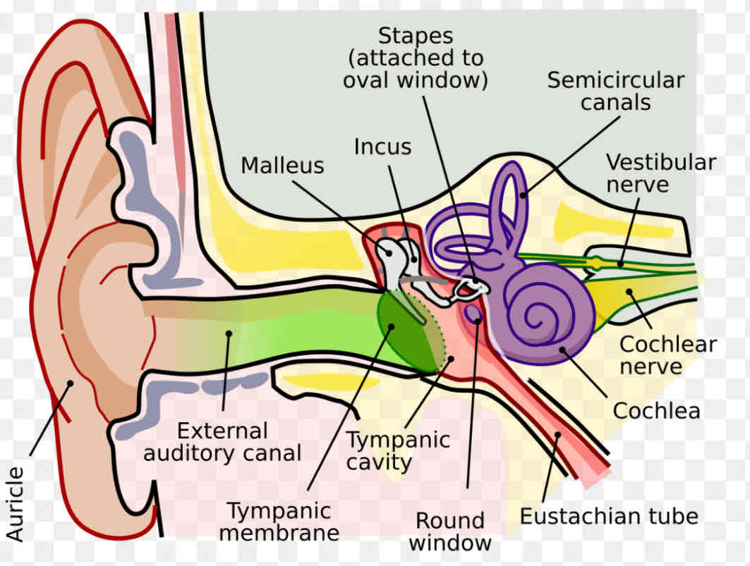 <p>Middle Ear</p>