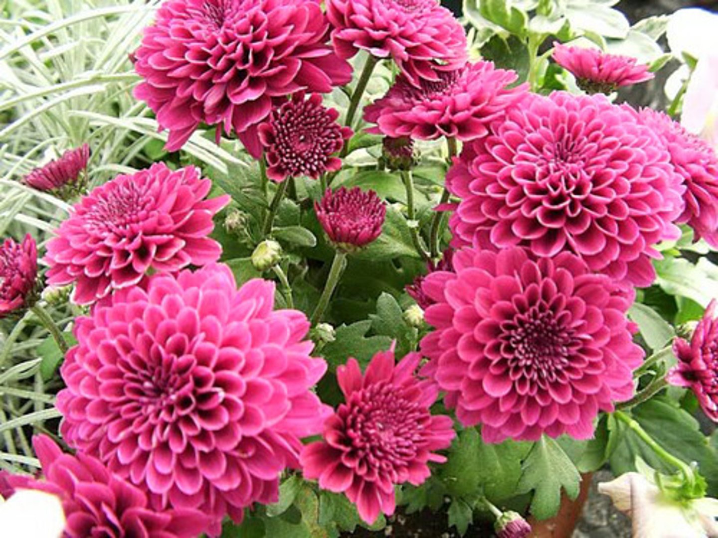 <p>dahlia</p>