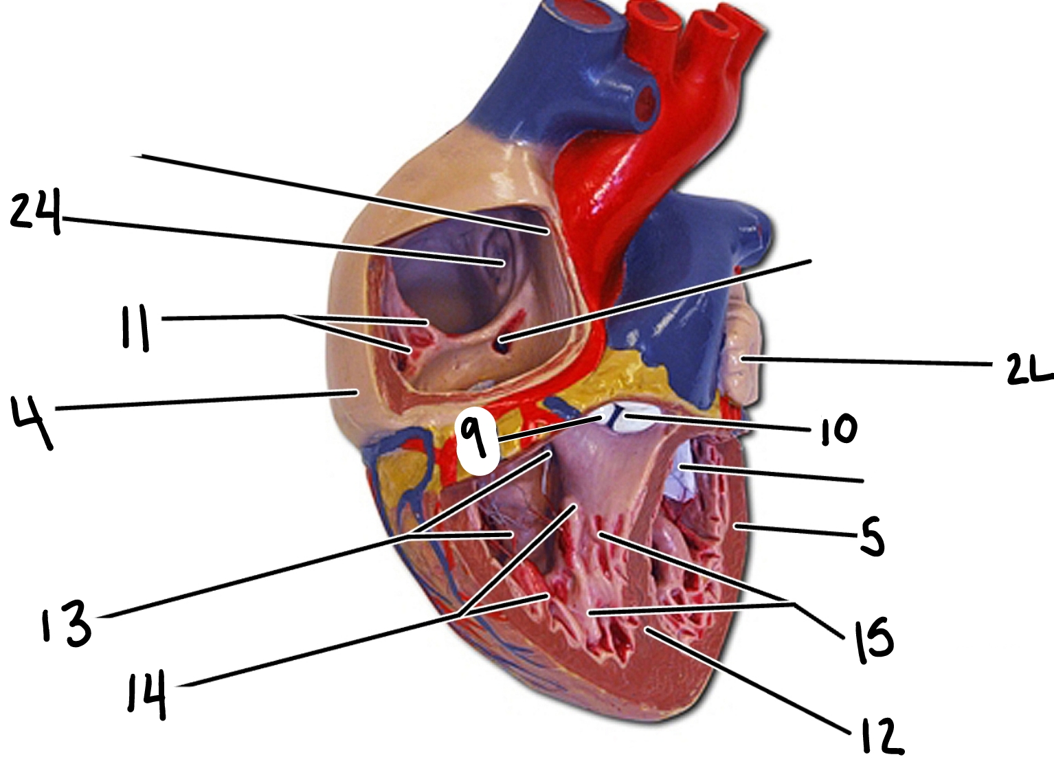 <p>9</p>