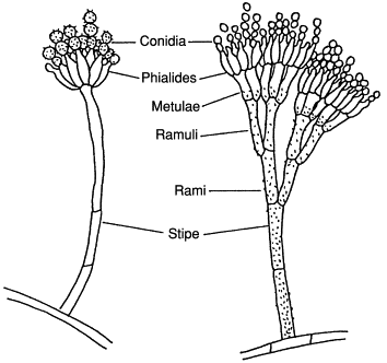 <p><span>hyphae</span></p><p><span>conidiophores</span></p><p><span>conidia</span></p>
