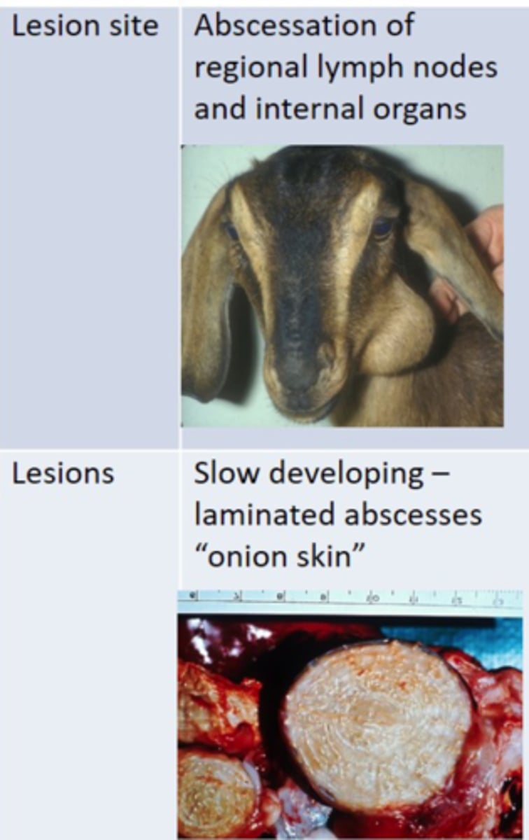 <p>1. Mucosae</p><p>2. Shearing Wounds</p><p>3. WBCs</p><p>4. Abscessation of regional lymph nodes and internal organs</p>
