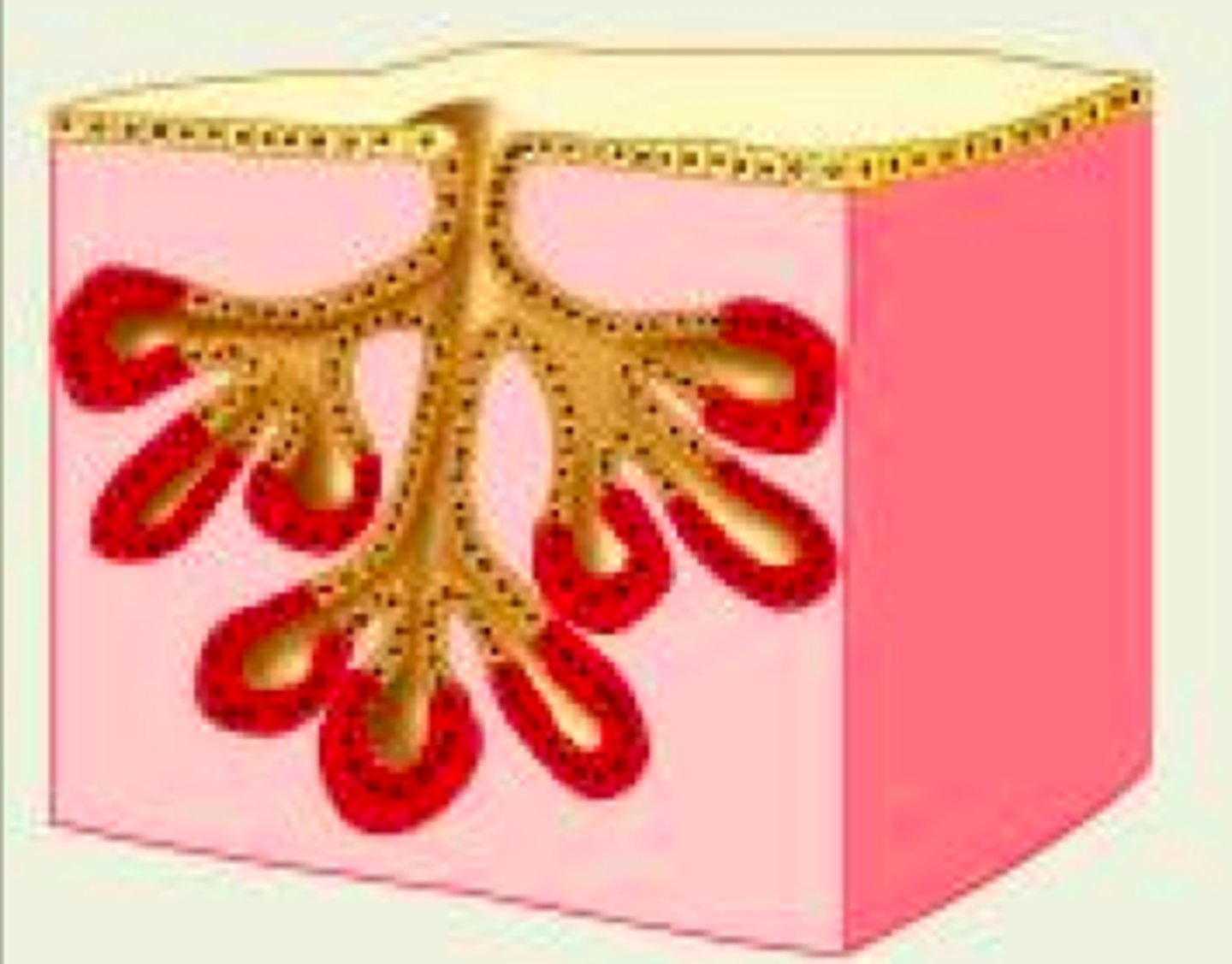 <p>Example: salivary glands</p>