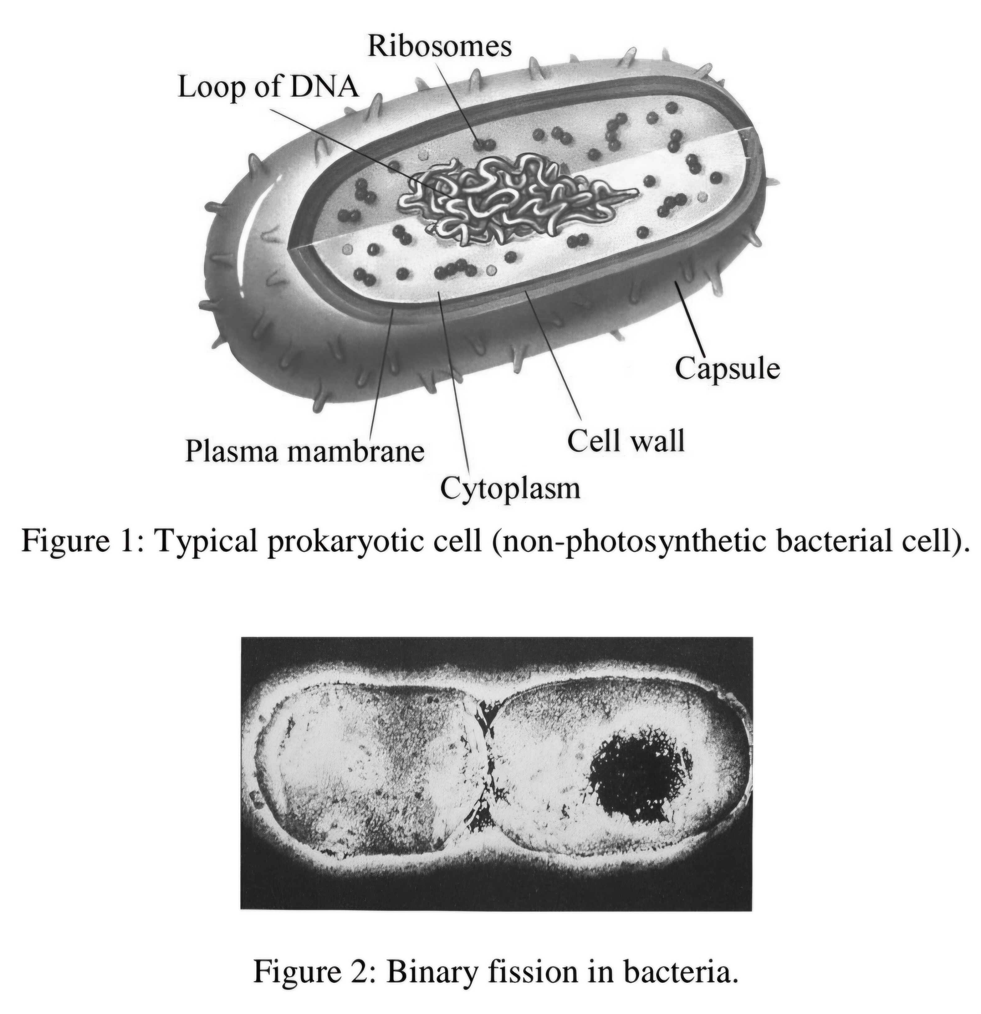 <p>what is binary fission?</p>