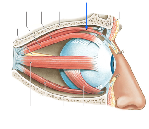 Levator palpebrae superioris
Origin:
Insertion:
Action: