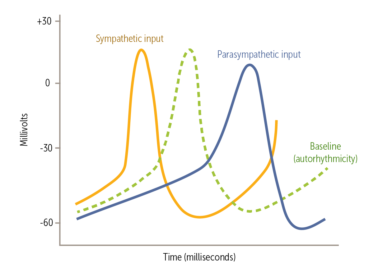 <p><span>At the cellular level, the ANS primarily alters the heart rate by changing the slope of phase 4.</span></p>