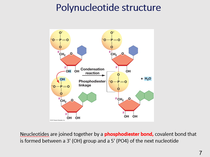 <p>Nucleotides are joined together through the formation of a covalent bond known as a phosphodiester bond. This bond is established between the 3' hydroxyl (OH) group of one nucleotide and the 5' phosphate (PO4) group of the next nucleotide in the chain. </p>