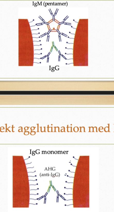 <p>Det är en reaktion med antikroppar och dess antigen vilket medför agglutinering. Olika antikroppar har olika egenskaper att agglutinera:</p><ul><li><p><strong>Direkt agglutinering</strong>: IgM. </p></li><li><p><strong>Indirekt agglutinering</strong>: IgG är monomerer och kan inte åstakomma direkt agglutinering. </p></li></ul>