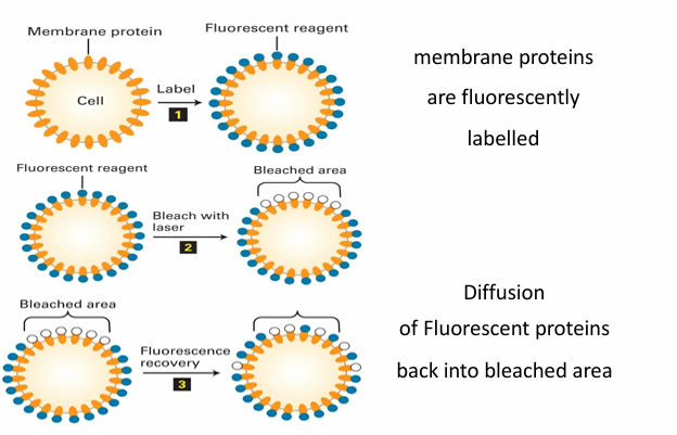 <ul><li><p>Microscopy labelling technique: Fluorescence recovery after photobleaching&nbsp;</p></li><li><p>Allows to track and measyre the fluidity of proteins in membrane&nbsp;</p></li></ul><p></p><p>Mechanism</p><ul><li><p>Protein can be tagged by adding an antibody or fusion to GFP</p></li><li><p>The fluorescent molecule can be damaged by exposure to too much light </p></li><li><p>They then become bleached and no longer fluoresce </p></li></ul><p></p><p>Experiment</p><ul><li><p>At start, the proteins are&nbsp;evenly placed in membrane so fluoresce evenly</p></li><li><p>A small patch is then bleached by a laser </p></li><li><p>Depending on membrane fluididt, the patch can be recovered</p><ul><li><p>The molecules dont regain ability to fluoresce but they just moved to disperse </p></li></ul></li></ul><p></p>