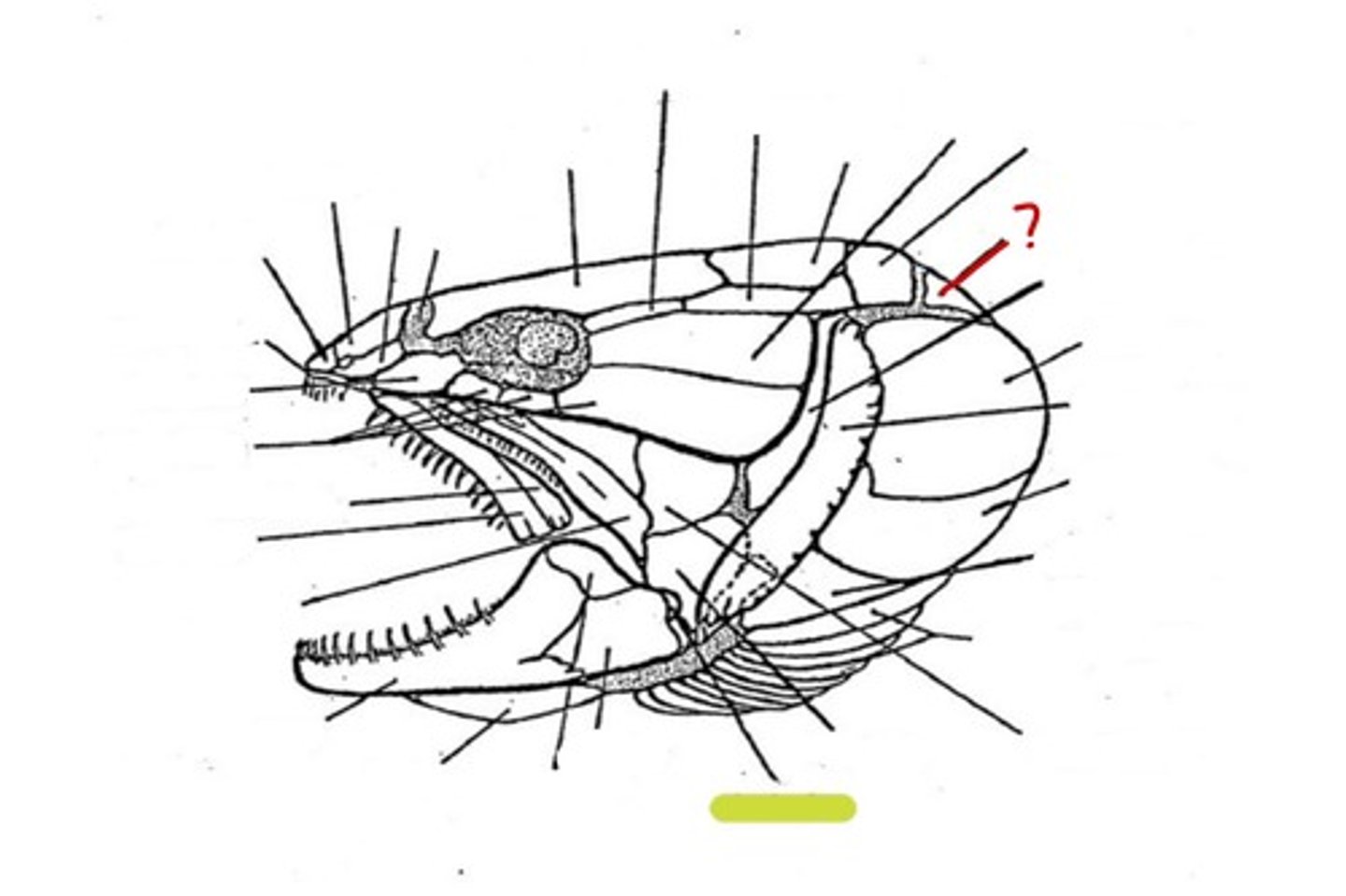 <p>What bone is this</p>