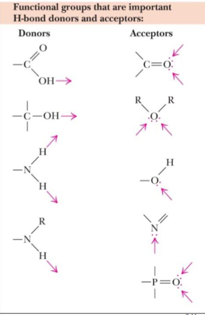 * strong attractive non-cov forces
* acceptors: EN atoms (has lone pairs)
* donors: H atoms covalently bound to EN elements (O, N, F, Cl, Br)