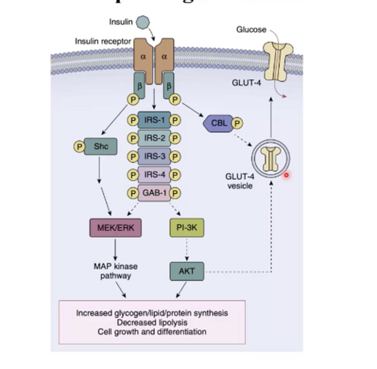 <p>It increases glycogen, lipid, and protein synthesis, decreases lipolysis, and promotes cell growth and differentiation.</p>