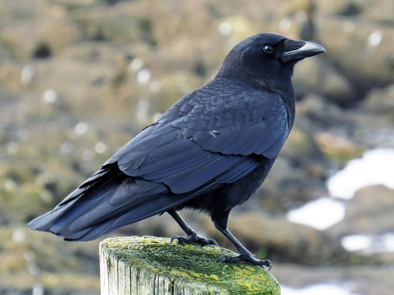 <p>All-black, fan-tailed crow; broad wings show “fingered” primaries; loud “caw.”</p>