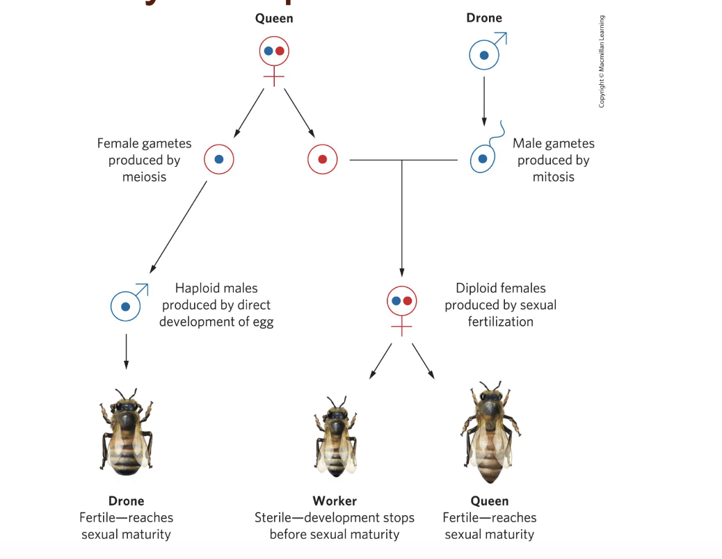 <p>Where has eusociality evolved?</p>
