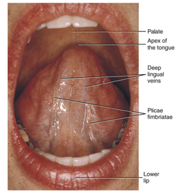 <ul><li><p>tip of the tongue</p></li></ul><p></p>