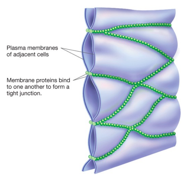 <p>a tight junction is a cell–cell attachment composed of specialized proteins in the plasma membranes of adjacent animal cells. a long chain of these proteins forms on the surface of a cell that attaches to the same proteins on adjacent cells which pull the membranes of the two cells very close together this forms a watertight seal preventing solutions from flowing through the space between the two cells</p>