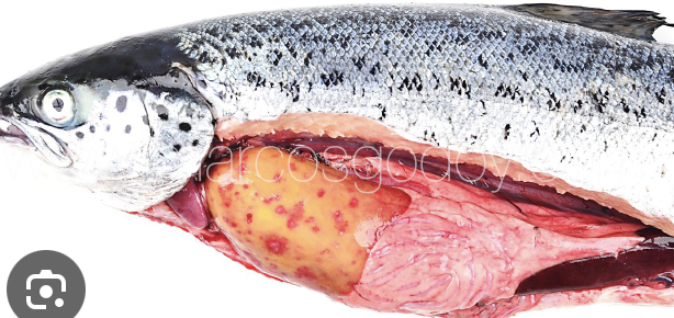 <p><strong>Causative agent:</strong></p><ul><li><p><em><mark data-color="red" style="background-color: red; color: inherit;">Piscirickettsia salmonis</mark></em><mark data-color="red" style="background-color: red; color: inherit;"> </mark>(intracellular bacterium)</p></li></ul><p><strong>Hosts:</strong></p><ul><li><p><strong>Salmonids of all ages</strong></p></li><li><p>Also reported in other fish species</p></li><li><p>Major problem in <strong>marine cage farming</strong></p></li></ul><p><strong>Transmission:</strong></p><ul><li><p><strong>Horizontal</strong>: via skin, gills, mucous membranes, renal tubules, cannibalism</p></li><li><p><strong>Vertical transmission rare</strong></p></li><li><p>Possible <strong>vectors</strong> (ectoparasites) suggested but not fully proven</p></li><li><p>high fish density is important for transmission!</p></li></ul><p></p><p><strong>Clinical signs</strong></p><ul><li><p><strong>non-specific or absent</strong></p></li></ul><p></p><p><strong>Pathological changes</strong></p><ul><li><p><strong>Acute form → up to 90% mortality</strong></p></li><li><p>Pale gills, <strong>low hematocrit (anemia)</strong></p></li><li><p>Hemorrhages in muscles and organs</p></li><li><p><strong>Necrosis of hematopoietic organs</strong> (kidney, spleen)</p></li><li><p><strong>Granulomatous inflammation</strong> in internal organs</p></li></ul><p></p><p><strong>Prevention & Therapy</strong></p><ul><li><p><strong>Antibiotics</strong> (treatment possible but resistance is a concern)</p></li><li><p><strong>Vaccination</strong> (important preventive measure in salmon aquaculture)</p></li><li><p>Biosecurity, stress reduction, good management</p></li></ul><p></p><p><strong>Diagnosis</strong></p><ul><li><p><strong>Bacterial culture</strong></p></li></ul><p></p><p><strong>One-sentence oral exam answer</strong></p><figure data-type="blockquoteFigure"><div><blockquote><p>“Salmonid rickettsial septicemia is a severe intracellular bacterial disease of salmonids caused by <em>Piscirickettsia salmonis</em>, transmitted mainly horizontally, causing granulomatous septicemia with high mortality, controlled by vaccination and antibiotics.”</p></blockquote><figcaption></figcaption></div></figure><p></p>